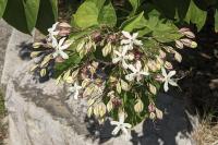 Clerodendrum trichotomum