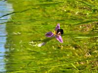 Ophrys apifera