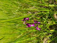 Orchis mascula