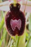 Ophrys catalaunica