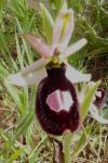 Ophrys catalaunica