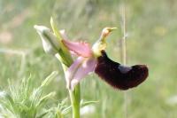 Ophrys catalaunica