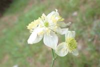 Thalictrum tuberosum
