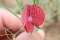 Lathyrus cicera