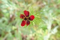 Adonis annua