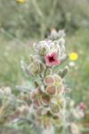 Cynoglossum cheirifolium