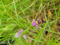 Ophrys scolopax