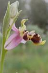 Ophrys corbariensis