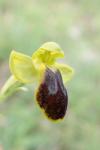 Ophrys subfusca