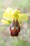 Ophrys subfusca