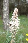 Asphodelus cerasiferus
