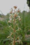 Reseda phyteuma