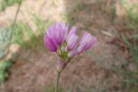 Allium roseum