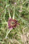 Tragopogon porrifolius
