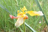 Tulipa sylvestris subsp. australis