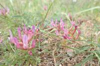 Astragalus monspessulanus