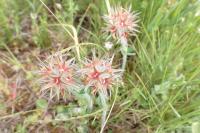 Trifolium stellatum
