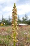 Orchis anthropophora
