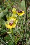 Ophrys lutea