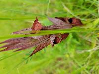 Serapias vomeracea