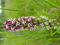 Neotinea ustulata