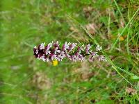 Neotinea ustulata