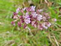 Orchis purpurea