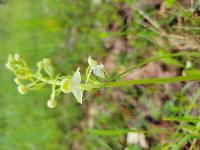 Platanthera chlorantha