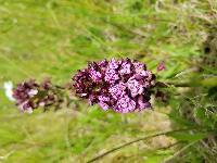 Orchis purpurea