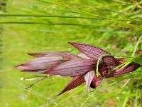 Serapias vomeracea