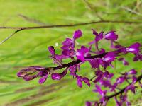 Anacamptis laxiflora