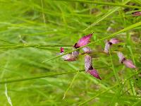 Serapias lingua