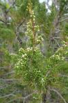 Juniperus virginiana