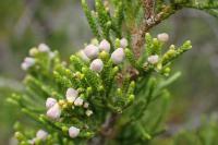 Juniperus virginiana