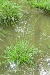 Carex sylvatica