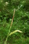 Carex sylvatica