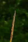 Carex sylvatica