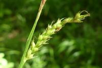 Carex sylvatica