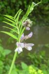 Vicia sepium
