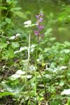 Orchis mascula