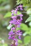 Orchis mascula
