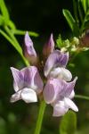 Vicia sepium