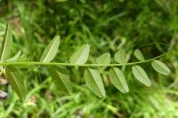 Vicia sepium