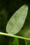 Vicia sepium