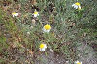 Anthemis maritima