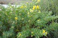 Medicago arborea