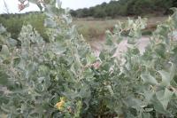 Atriplex halimus