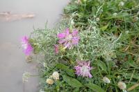 Galactites tomentosus