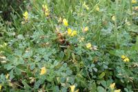 Medicago littoralis