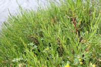 Limbarda crithmoides